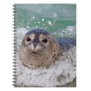 Carnet Un bébé phoque surfant