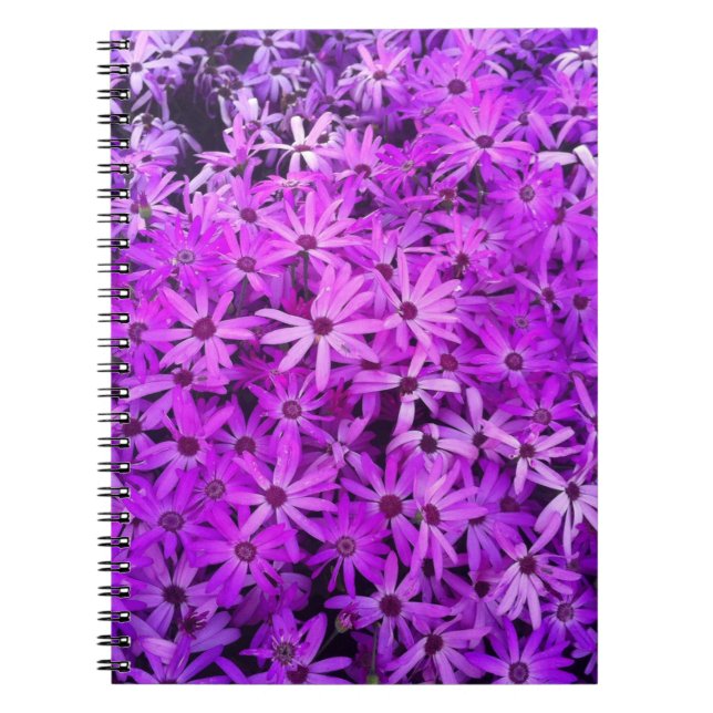 Carnet Un champ de marguerites violettes et roses (Devant)