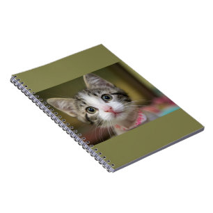 Carnet Un chaton mignon avec des yeux verts