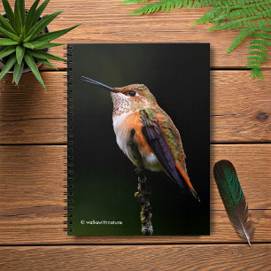 Carnet Un colibri roux doux Poses sur l'arbre fruitier
