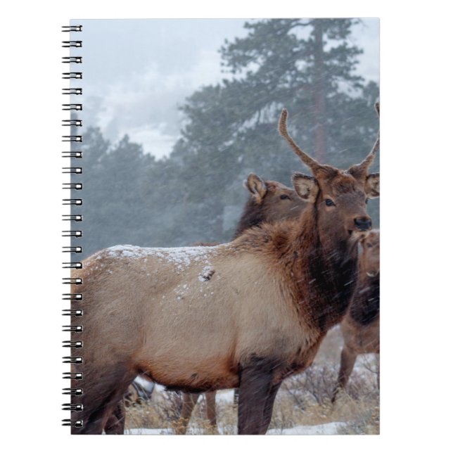 CARNET UN GROUPE DE DEERS (Devant)