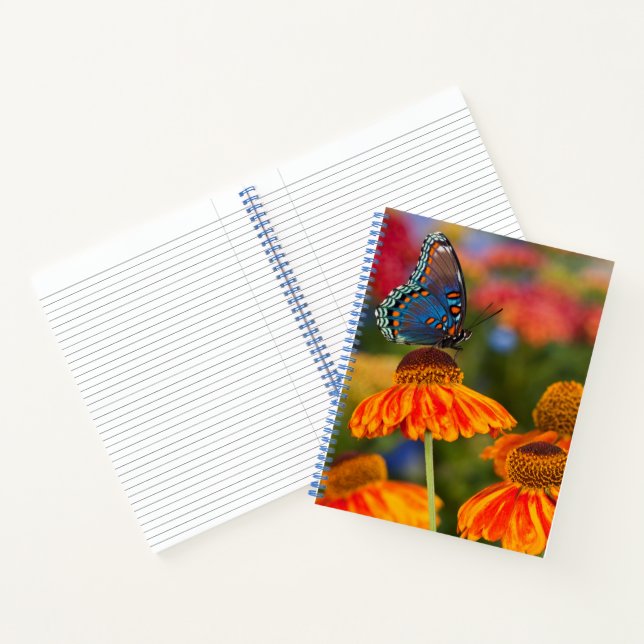 Carnet Un Papilio troilus, Papilio troilus (Intérieur)