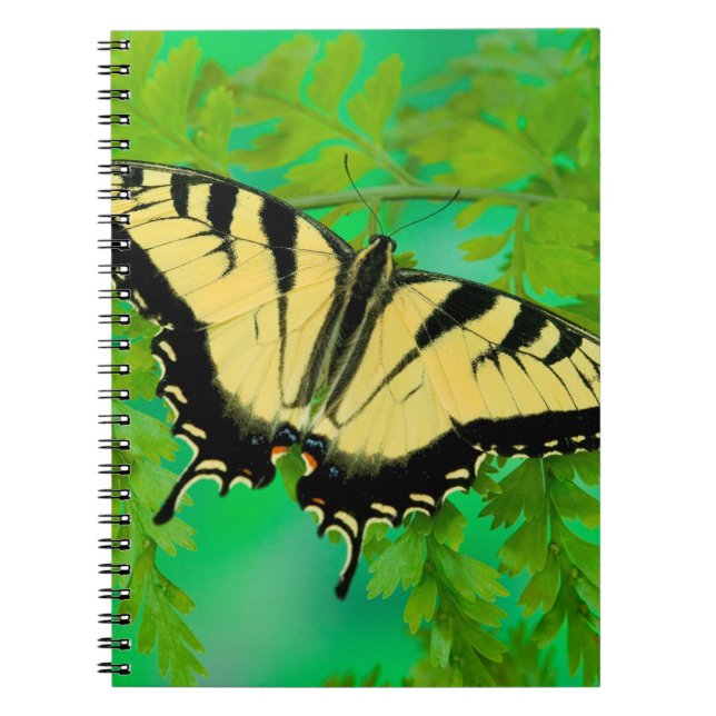 Carnet Un papillon Papilio se posant (Devant)