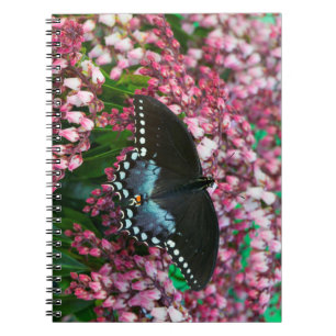 Carnet Un papillon soufre   Dans la famille Phoebis