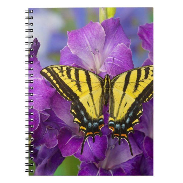 Carnet Un papillon viceroi sur des glaïeuls violets (Devant)