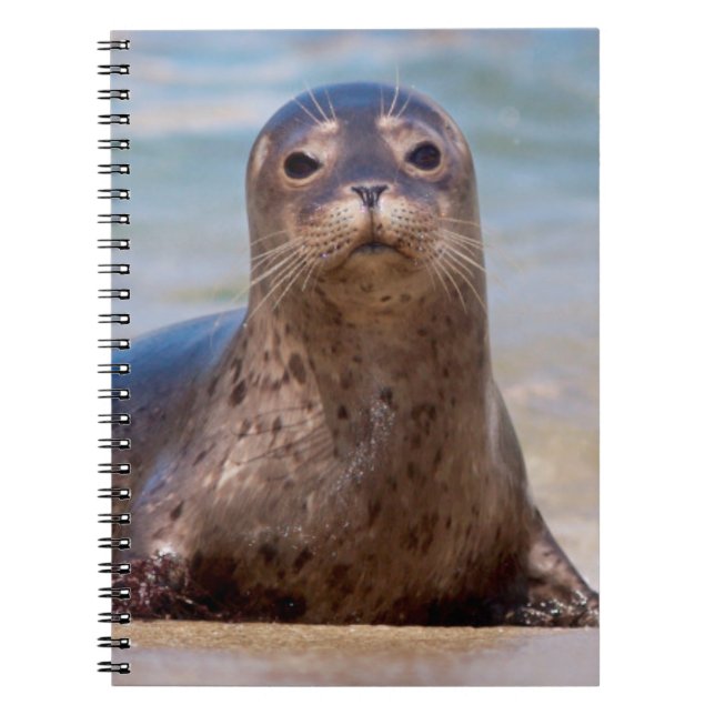 Carnet Un phoque sur une plage le long de la côte Pacifiq (Devant)