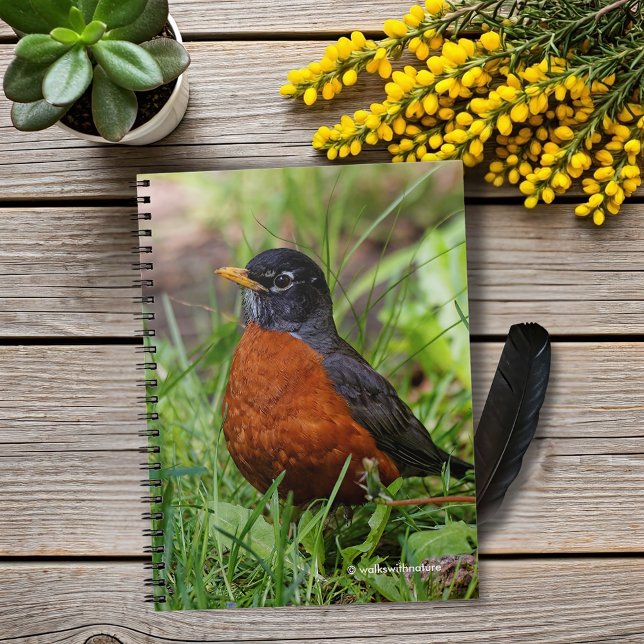 Carnet Un Robin américain plein d'espoir (Hopeful American Robin in the Grass Journal Cover Photo)