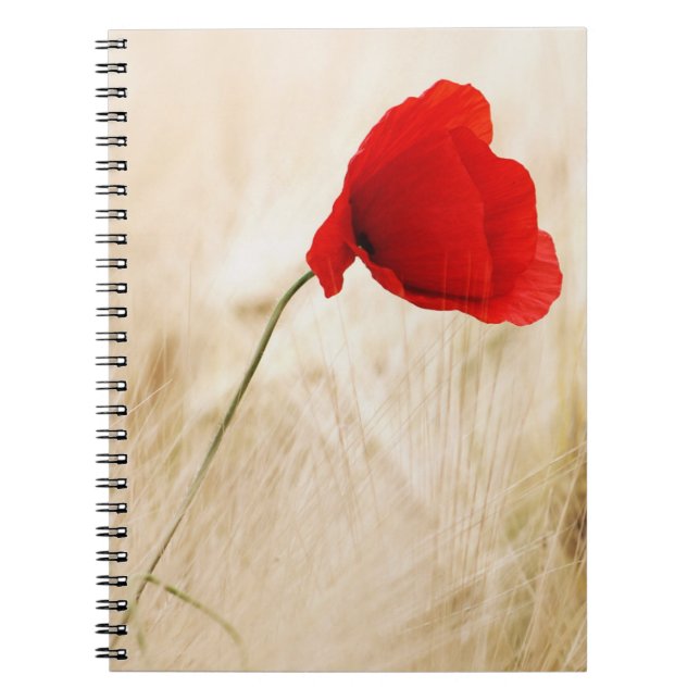 Carnet Un seul pavot rouge dans un champ de graminées (Devant)
