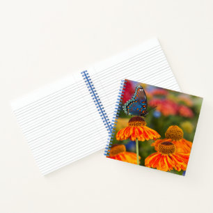 Carnet Un Spicebush Swallowtail, Papilio troilus