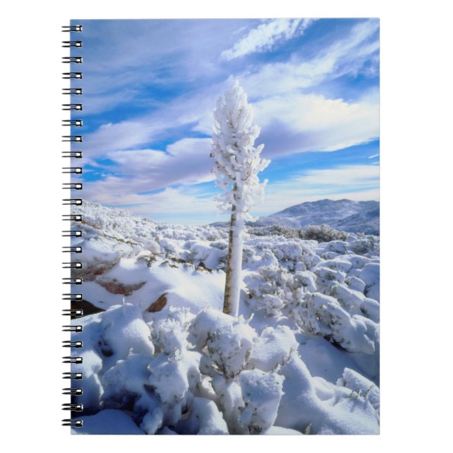 Carnet Un yucca enneigé (Devant)