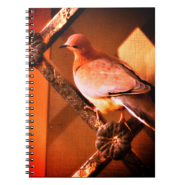 Carnet Une adorable colombe (Devant)