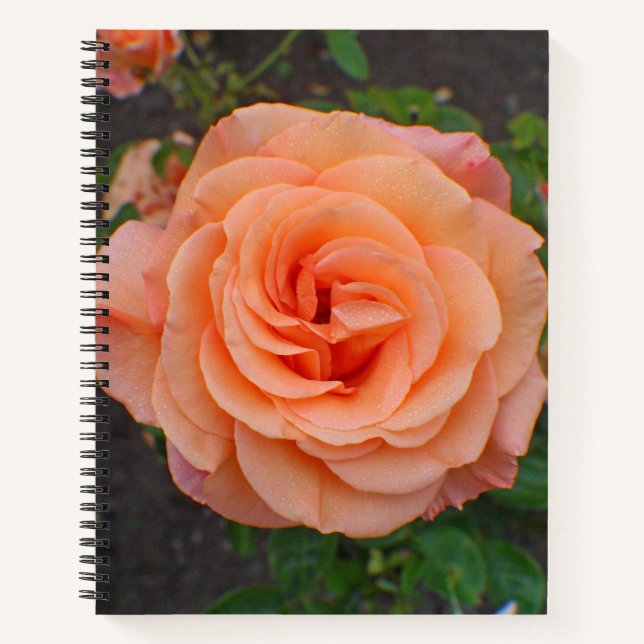 Carnet Une seule fleur d'orange (Devant)