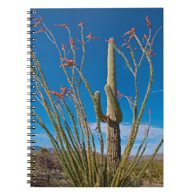 Carnet USA, Arizona. Cactus Dans Le Parc National Du Sagu (Devant)