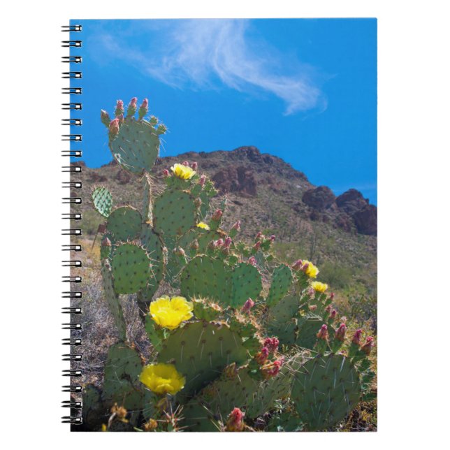 Carnet USA, Arizona. Cactus Dans Les Collines (Devant)