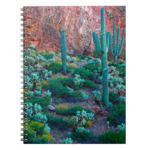 Carnet USA, Arizona. Flore du désert