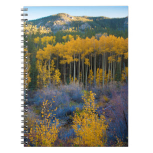 Carnet USA, Colorado. Bright Yellow Aspens in Rockies