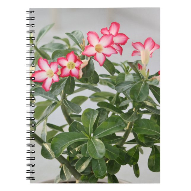 Carnet Usine de fleurs de rose de désert (Devant)