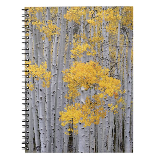 Carnet UTAH. ÉTATS-UNIS. Bosquet de trembles (Populus tre (Devant)