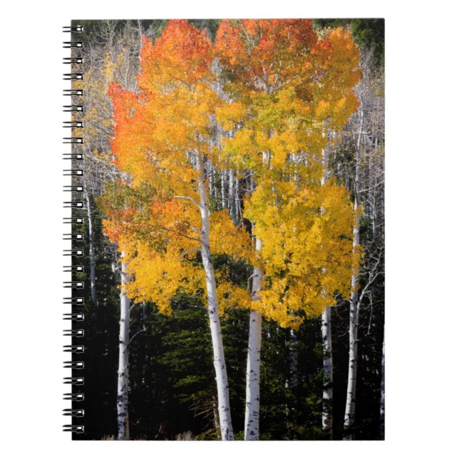 Carnet Utah, États-Unis. Peupliers Trembles (Populus Trem (Devant)