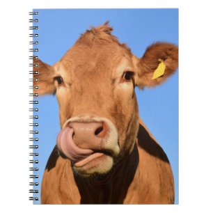 Carnet Vache du Jersey léchant son nez