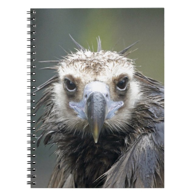 Carnet Vautour moine (Devant)
