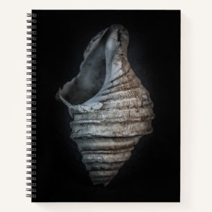 Carnet Version couleur Shells No 6