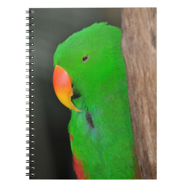 Carnet vert éclectique de perroquets (Devant)