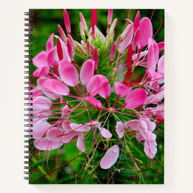 Carnet Vietnam - flower on Ha Giang plateau (Devant)