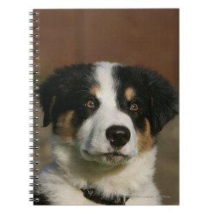 Carnet Vieux Headshot de chiot de border collie de 12