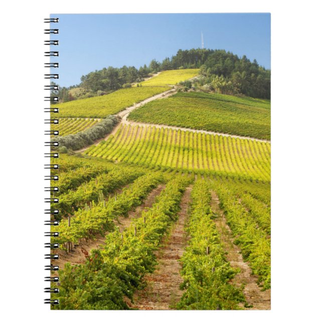 Carnet Vignoble, Stellenbosch, Cap-Occidental (Devant)