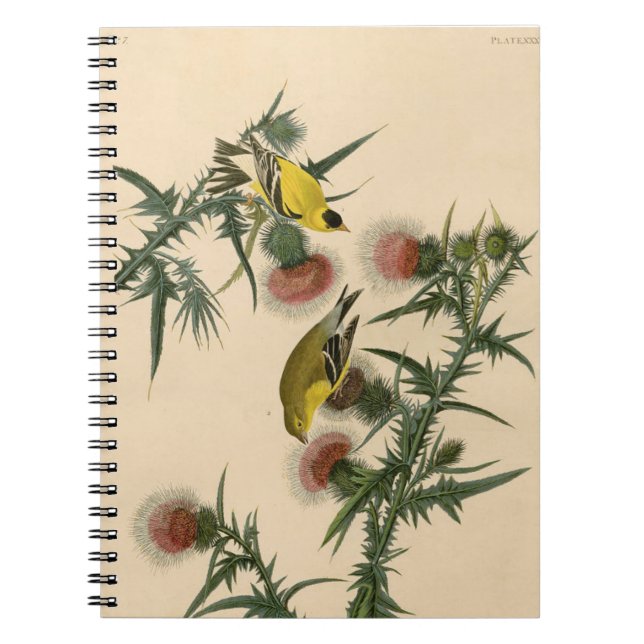 Carnet Vintage Audubon American Goldfinch Peinture d'oise (Devant)