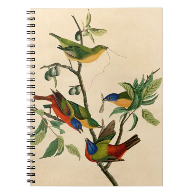 Carnet Vintage Audubon Painting Bunting Bird Painting  (Devant)