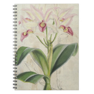 Carnet Vintage Botanique Guatemala Cattleya
