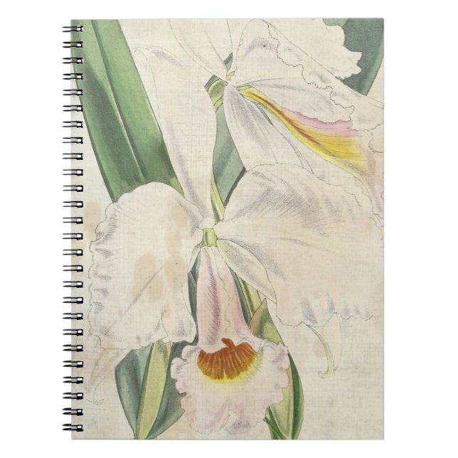 Carnet Vintage de attleya botanique orangée (Devant)
