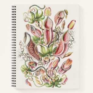 Carnet Vintage Ernst Haeckel Plante carnivore Nepenthes
