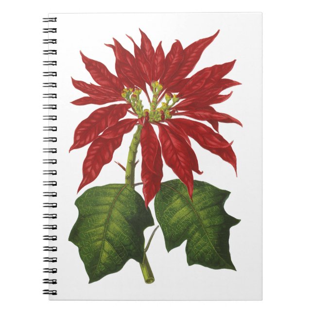Carnet Vintage Noël, Rouge Poinsettia Plante d'hiver (Devant)