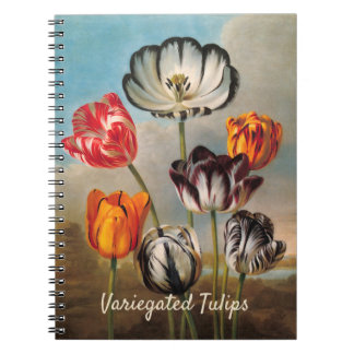 Carnet Vintage Variegated Tulip Flowers in a Landscape