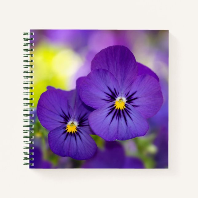 Carnet Violons violets (Devant)