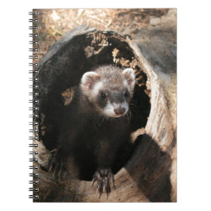 Carnet Visage de furet