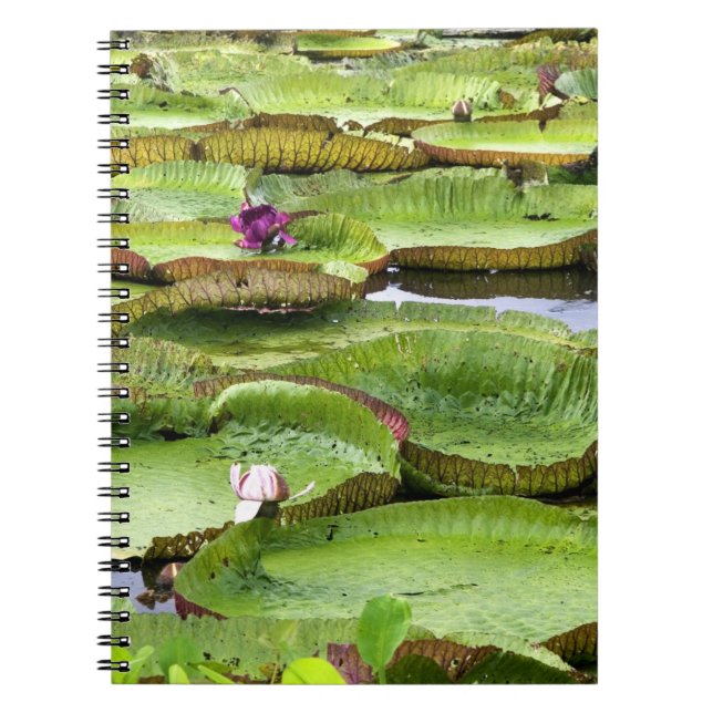 Carnet Vitoria Regis, nénuphars géants dans l'Amazone (Devant)