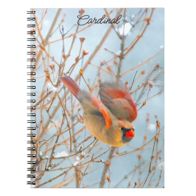 Carnet Vol Cardinal Nord - Photo originale (Devant)