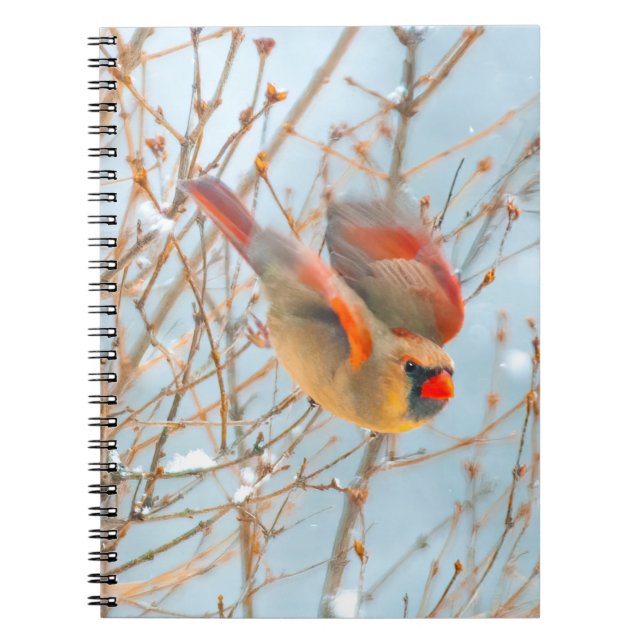 Carnet Vol Cardinal Nord - Photo originale (Devant)