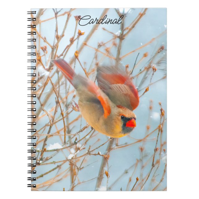 Carnet Vol Cardinal Nord - Photo originale (Devant)