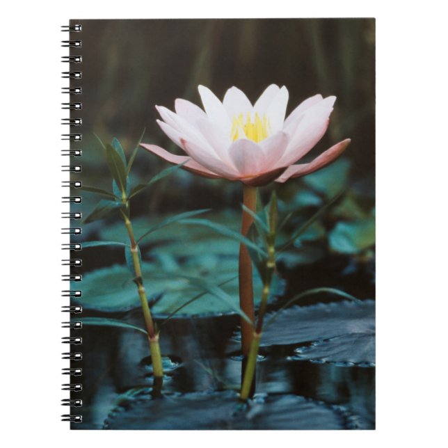 Carnet Vue rapprochée de nénuphar à Inle Lake (Devant)