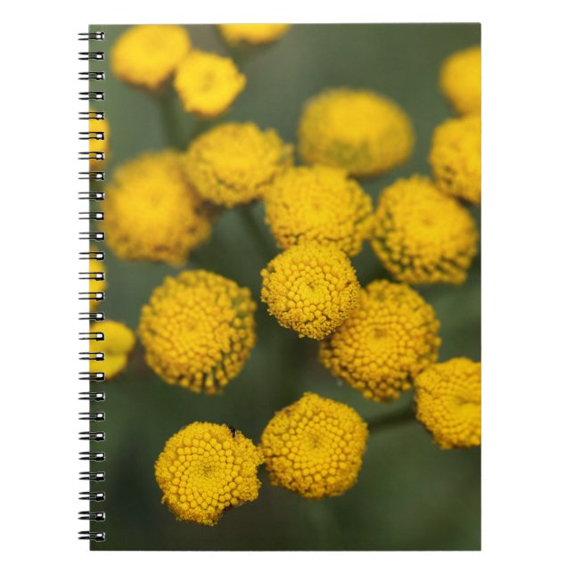 Carnet Vulgare de Tanacetum de Tansy (Devant)