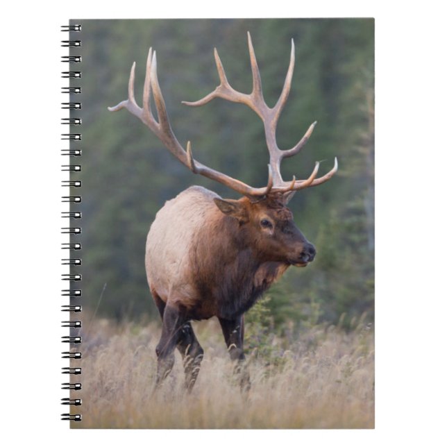 Carnet Wapiti des Montagnes Rocheuses (Devant)