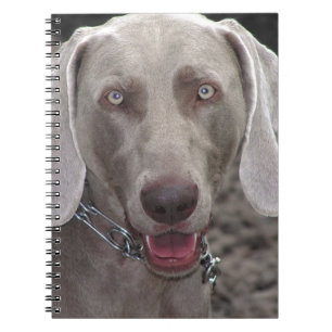 Carnet Weimaraner
