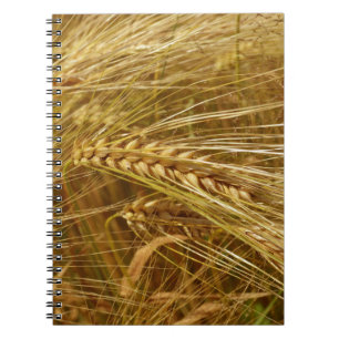 Carnet Wheat field. It’s Harvest Time!