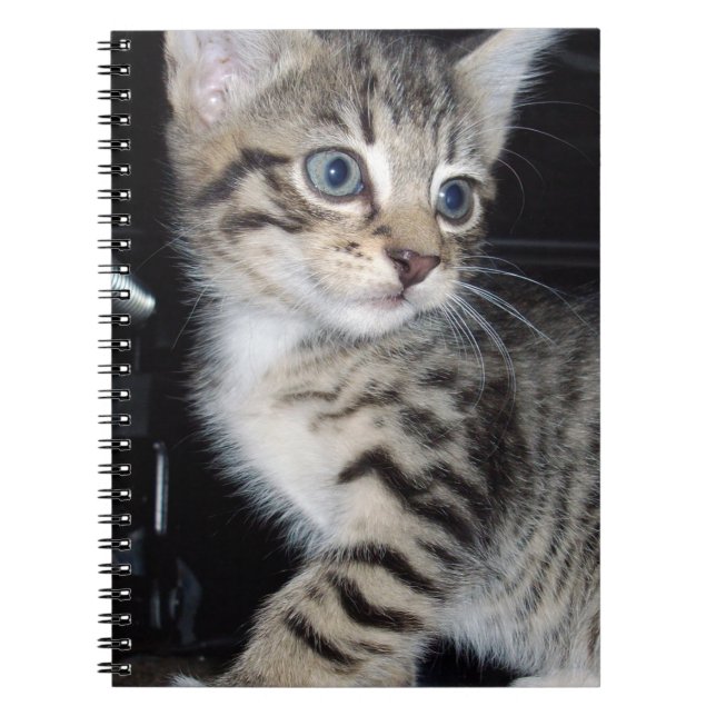 Carnet "Whiskers of Trouble : The Mischievous Tabby Kitte (Devant)