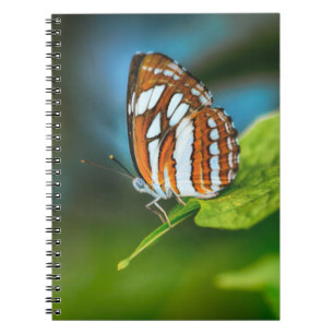 Carnet White and Orange Striped Butterfly